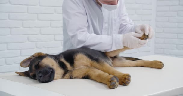 Médecin vétérinaire examinant pattes de chien en clinique. — Video