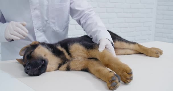 Vétérinaire en gants de protection vérifiant le cou et la patte. — Video