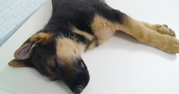 Cão agradável dormindo na mesa branca na clínica moderna. — Vídeo de Stock