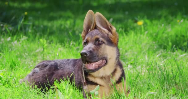 Cachorro sano de pastor alemán descansando en el parque — Vídeos de Stock