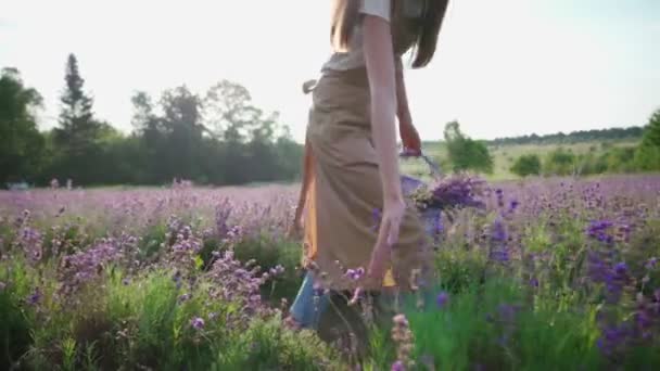 Chica irreconocible llevando cesta, campo de lavanda. — Vídeos de Stock