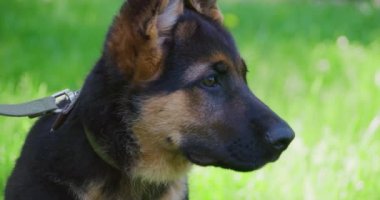 Yakalı siyah ve kahverengi köpek yavrusu çimenlerde oturuyor.
