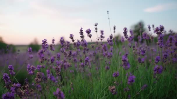 Фиолетовые пятна на цветущей лаванде. — стоковое видео