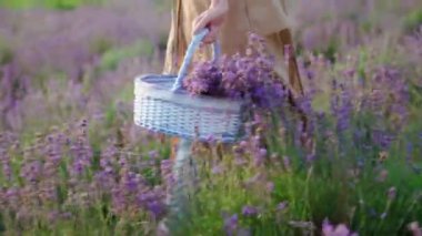 Sepetli, lavanta tarlasında yürüyen tanınmayan bir kadın..