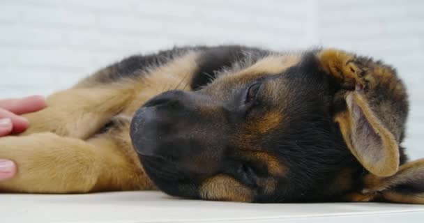 Proces van het genieten van menselijke aanraking in veterinaire kliniek. — Stockvideo