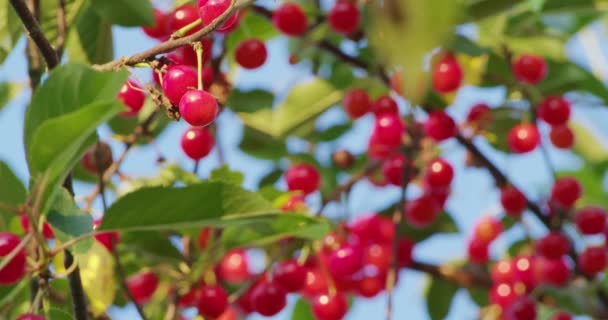 Ramas de árboles llenas de cerezas rojas maduras — Vídeos de Stock