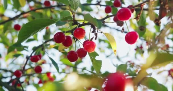Drzewo gałęzie pełne słodkich dojrzałych wiśni w ogrodzie — Wideo stockowe