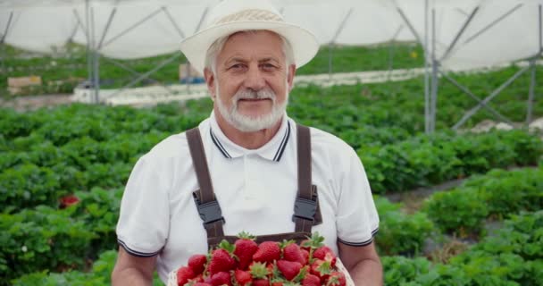 シニア男性保持し、おいしい新鮮なイチゴを賞賛. — ストック動画