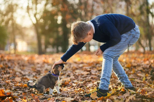 Junge im blauen Pullover spielt mit kleinem Hund im Park. — Stockfoto