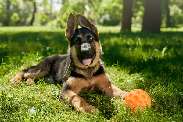 German shepherd puppy playing with ball at park — Stock Photo, Image