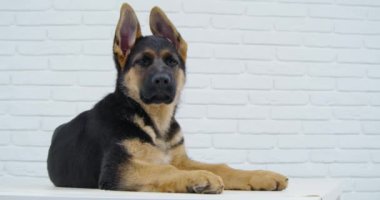 Stüdyoda beyaz arka planı olan sevimli bir köpek yavrusu.