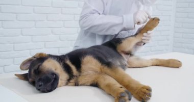 Veteriner klinikte köpek yavrusunu düzenli olarak kontrol ediyor.