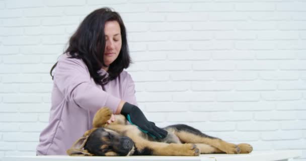 Yavru köpek kürkü fırçalamak için eldiven kullanan bir kadın. — Stok video