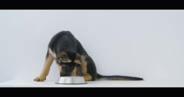 Hungriger kleiner Welpe von Schäferhund isst Futter — Stockvideo