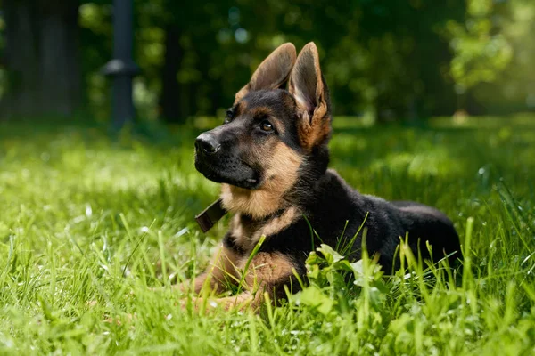 Purebred puppy in collar lying on grass at park — Stock Photo, Image