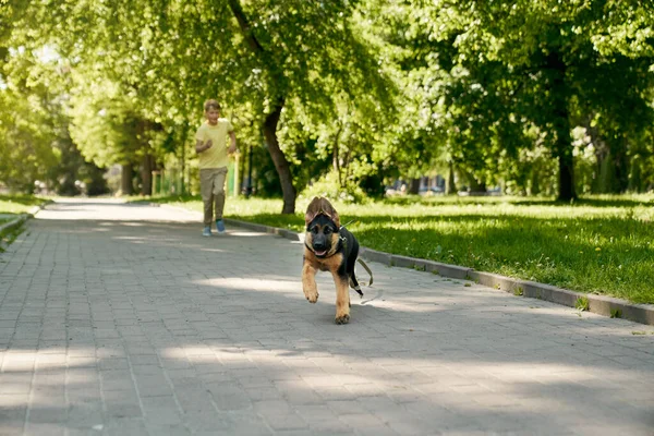 Pozytywny chłopiec i niemiecki pasterz szczeniak działa w park — Zdjęcie stockowe