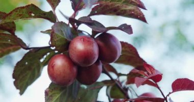 Meyve bahçesindeki ağaçlarda yetişen olgun erikler