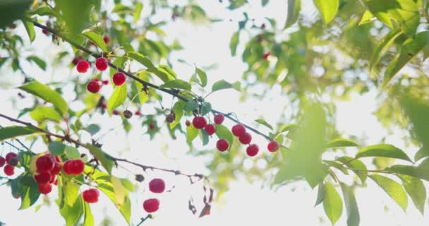 Bagas maduras vermelhas crescendo em árvores no jardim de verão — Vídeo de Stock