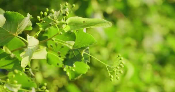 紧贴在树上的新鲜的林登花 — 图库视频影像