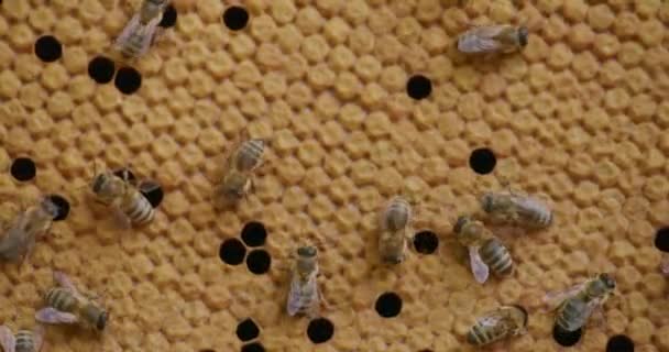 Sluiten van werken wilde bijen op honingraat — Stockvideo