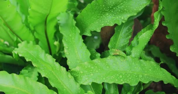 Foglie verdi bagnate fresche in grandi serre. — Video Stock
