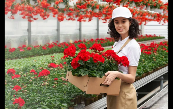 Smiling woman holding paper box with pot with red flowers. — Stock Photo, Image