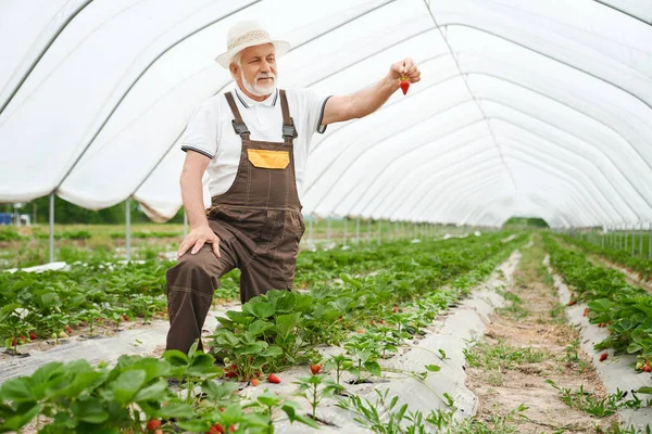 Jordbrukare beundrar mogna jordgubbar från trädgården. — Stockfoto