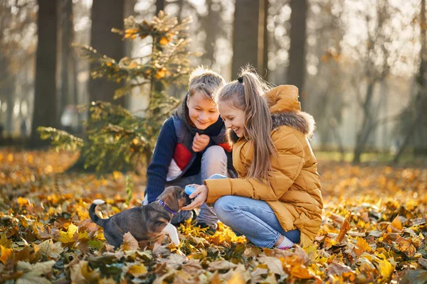 Bruder und Schwester genießen Spiel mit Welpen im Herbstpark. — Stockfoto