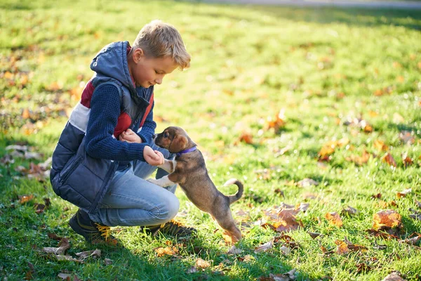 Kind spaziert und spielt mit Lieblingshund auf grünem Gras im Herbstpark. — Stockfoto