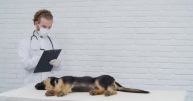 Köpek yavrusunun sağlığını inceleyen maske ve eldivenli veteriner.