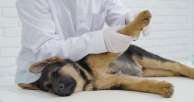 Klinikte uykulu köpek yavrusunun patisini inceleyen erkek veteriner.