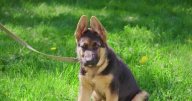 Parkta etkin bir yürüyüş yapan sağlıklı bir köpek yavrusu.