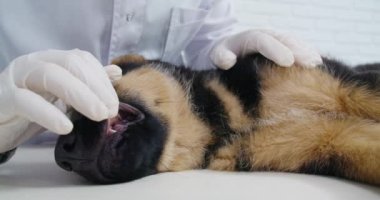 Küçük köpek yavrusunun dişlerini inceleyen eldivenli veteriner.