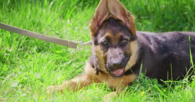 Şehir parkında ot yiyen sevimli safkan köpek yavrusu. 