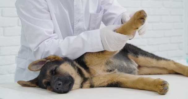 Homme vétérinaire examinant la patte du chiot endormi à la clinique — Video