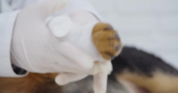 Veterinär i gummihandskar bandage tass av valp — Stockvideo