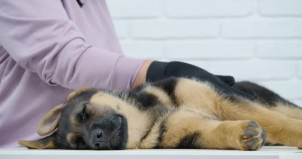 Gros plan de femme toiletteuse peignage chiot avec gant spécial — Video