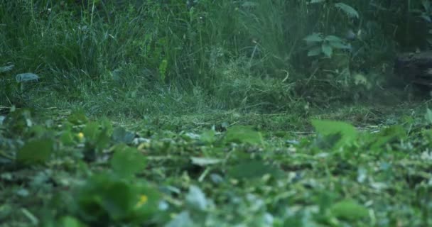 Gros plan de l'homme utilisant une tondeuse électrique pour tondre l'herbe haute — Video