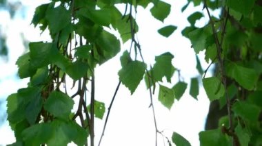 Güzel huş yaprakları rüzgarda gelişir. Gökyüzü arkaplanı.