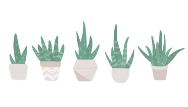 El çizimi şirin aloe vera bitkileri saksılarda yetişiyor. Saksıda aloe. Çiçek saksısı vektör çizimi. Modern illüstrasyon.