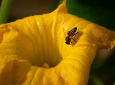 Bir bal arısı, bal kabağı çiçeğinin yaprakları üzerinde, İsveç 'te bir bahçede polen toplamaya giderken görülür.