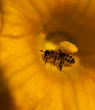 Yalnız bir batı bal arısı Apis mellifera bir kabak çiçeğinin içinden polen topluyor.