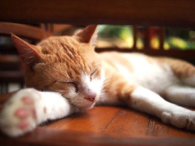 Zencefil uyku tom cat