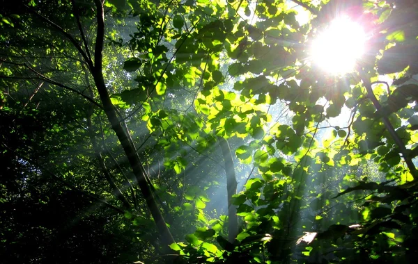 Rayons de soleil à travers les arbres — Photo