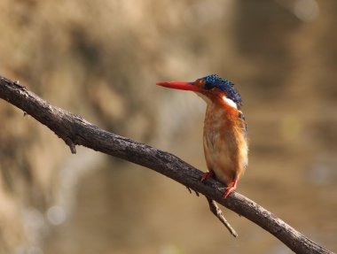 Bir dal üzerinde tünemiş kingfisher kuş