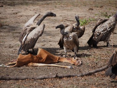 Üzerinde ölü Impala besleme akbabalar