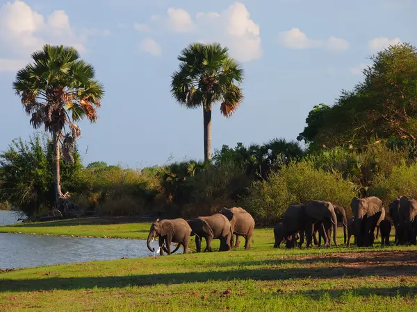 Herd of elephants at a lake — Stock Photo, Image