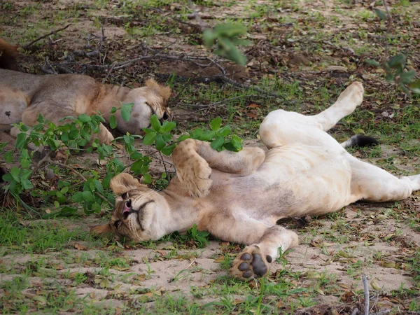 Jeune lion femelle ludique — Photo