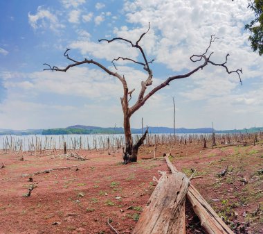 Brezilya Gölü 'nde Ölü Ağaçlar ve Kuraklık
