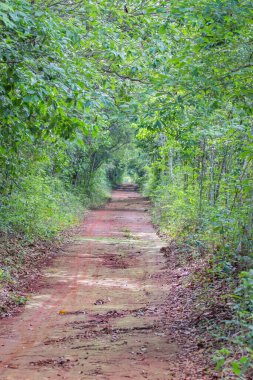Brezilya Savanah 'ında güzel bir şarkı